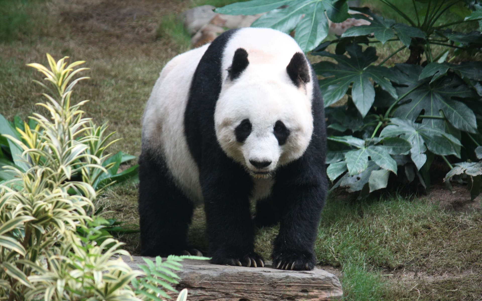 A giant panda in Chengdu